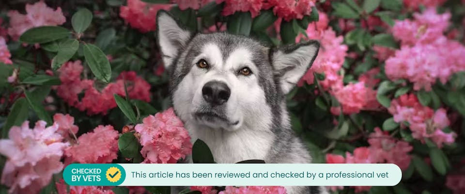 Are rhododendrons deals toxic to dogs